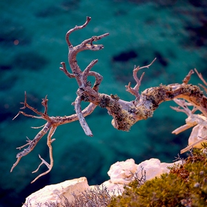 Branche de bois mort et mousse - France  - collection de photos clin d'oeil, catégorie plantes